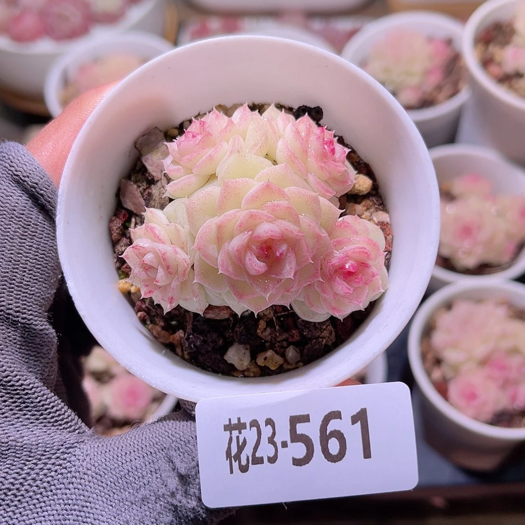 花23-561白天鹅群
