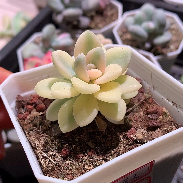 冬美人锦腹轮锦有全锦叶