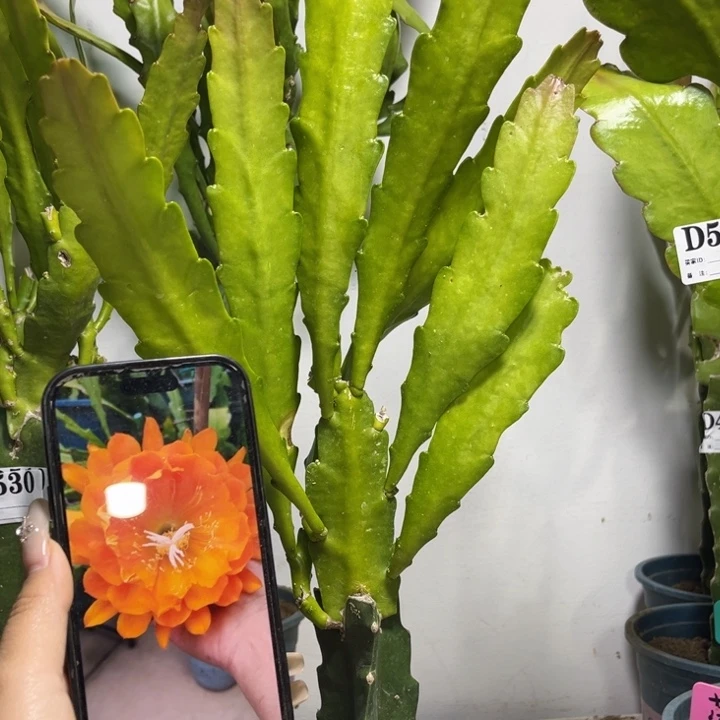 当前无花栽培后可以开花532