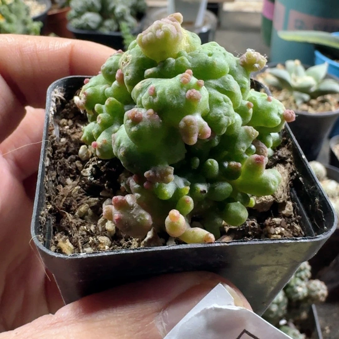 456程程柱石化缀化带盆发货