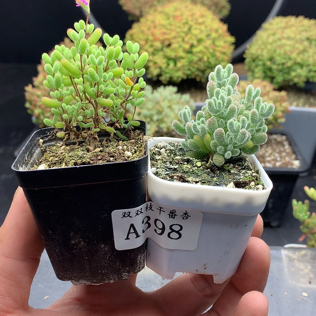 398金桔➕冰晶。