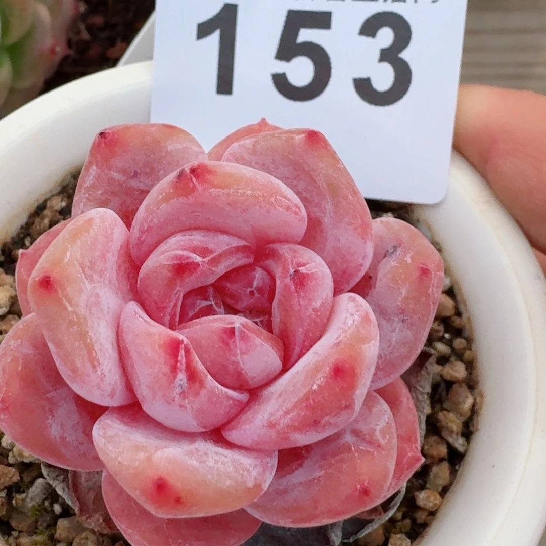 开播福利捡漏随单发满58包邮