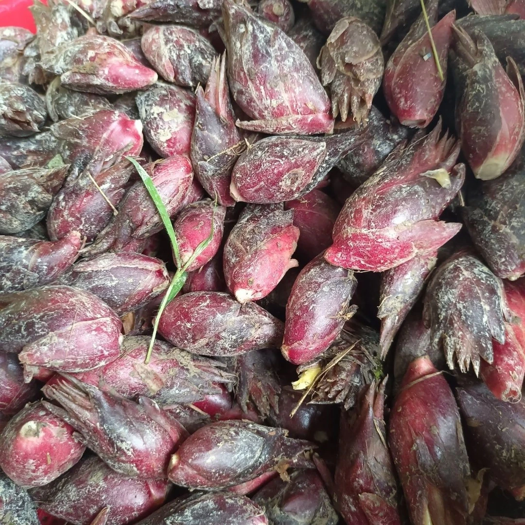 新鲜现摘贵州野生洋荷姜特色蔬菜