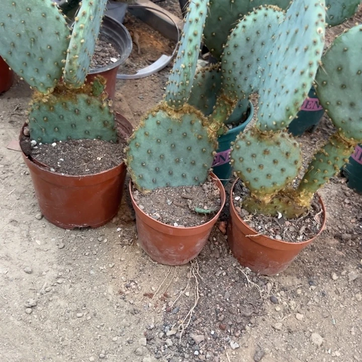 水***色吉祥如意等名家名作和