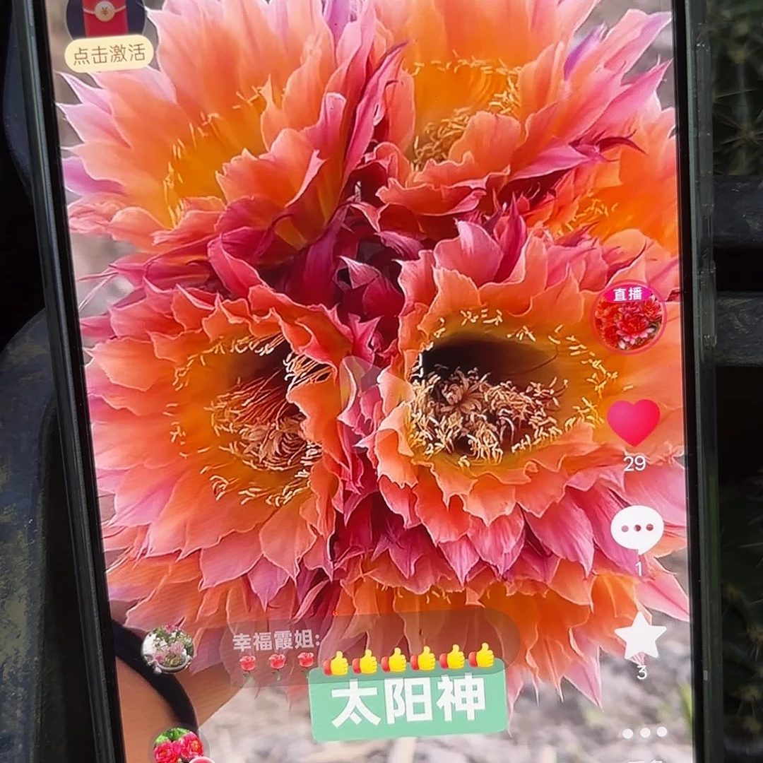 太阳神彩侧牙20包邮仙人球35