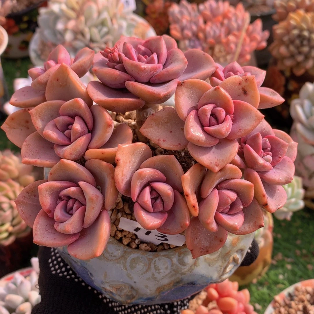 彩虹糖12 公分一物一拍