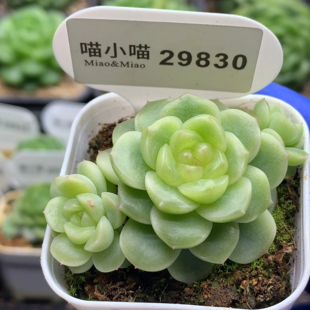 多肉植物杂交珍妮