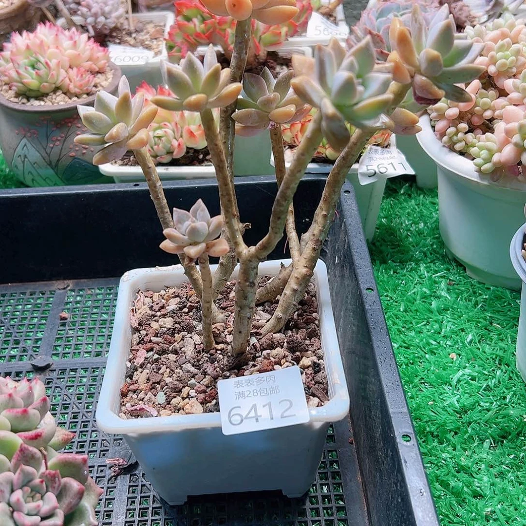 无花朵6412 多肉一物一拍