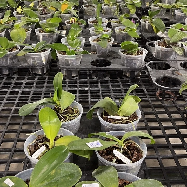 全部花苞239 叶黄烂根裸根发货任何理由都不售后