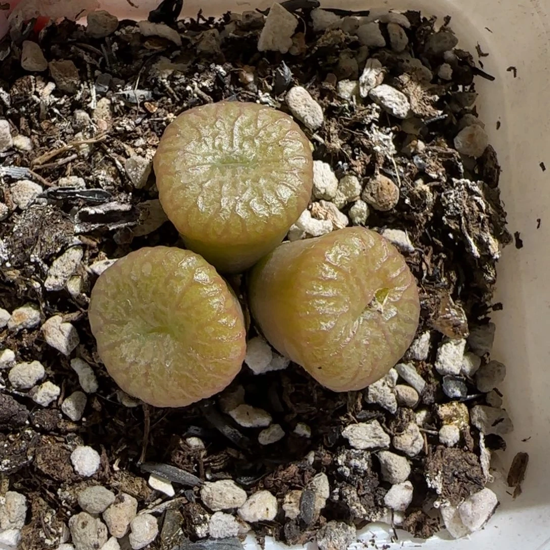 肉锥多肉植物组合-流水铜壶1066
