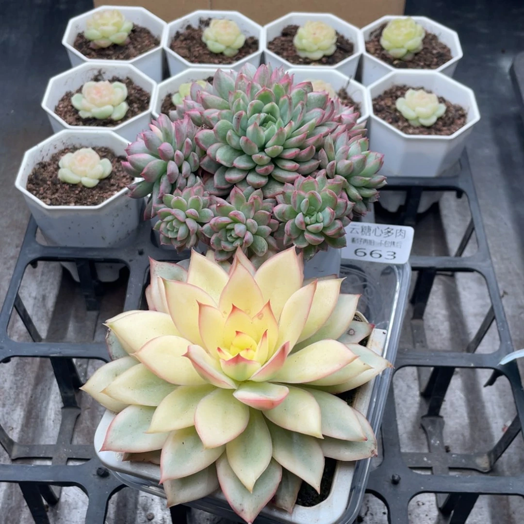 云糖心多肉植物663