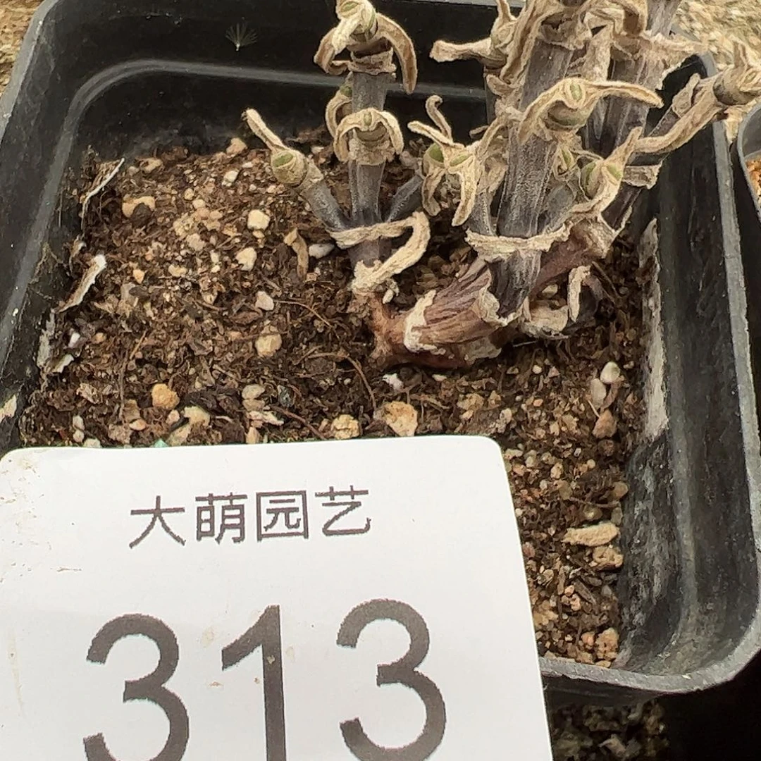 一物一拍脱土发。  313