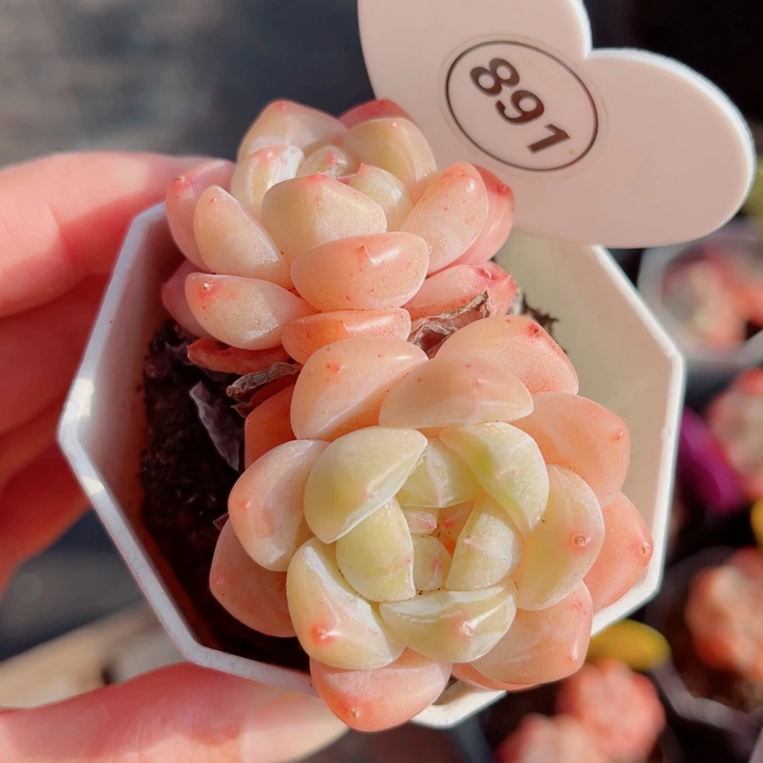 891号小老桩糖心双头