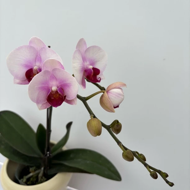 【杭州美女】梦语花卉 精品蝴蝶兰  桌面款 家用观赏美观