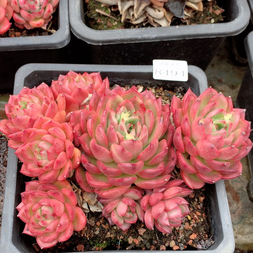 8494杂交多肉植物基地