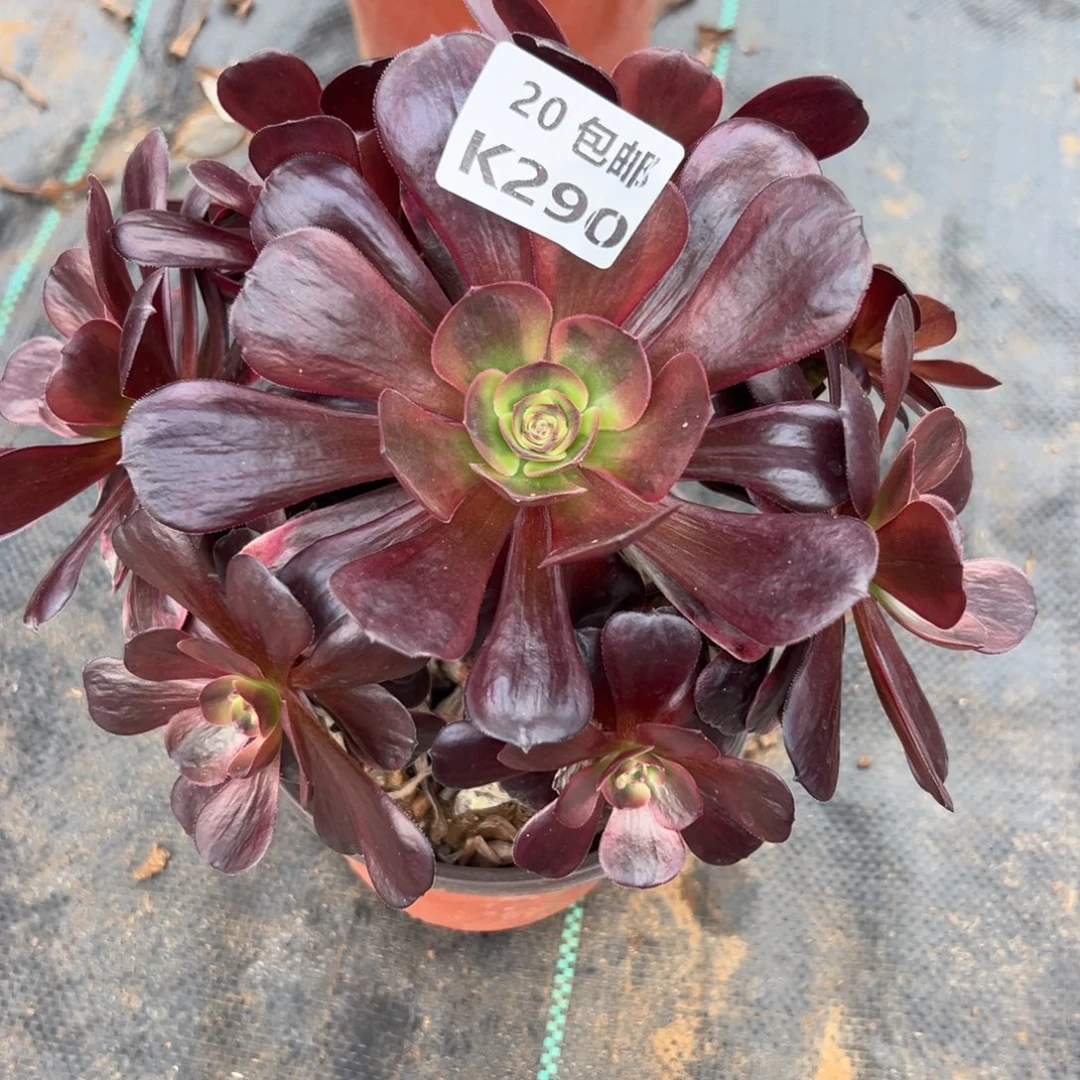 290爱神，满20包邮嘟叮熊