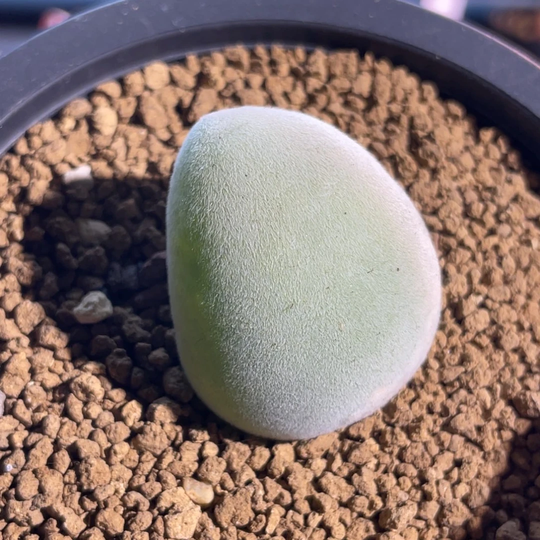 单头宝辉玉植物一物一拍