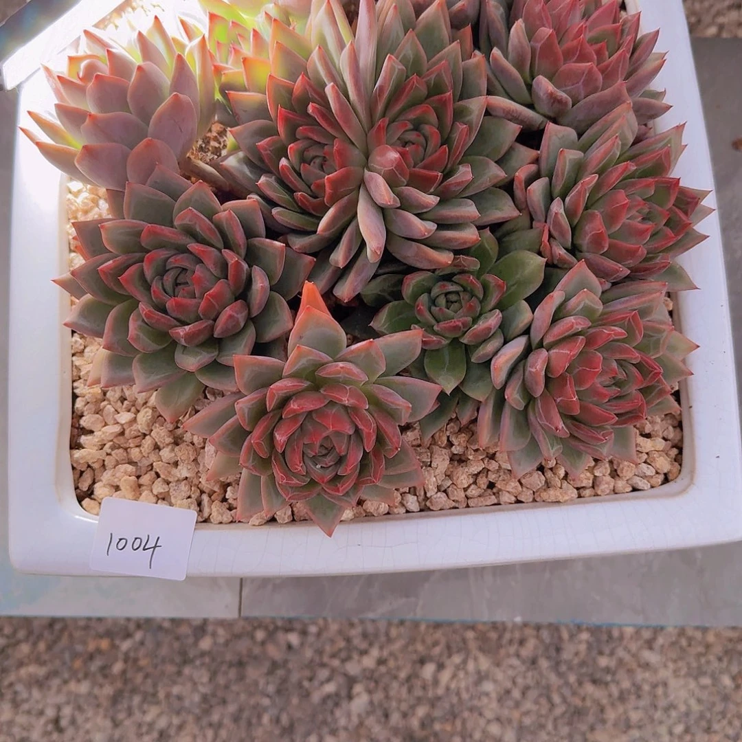 天****1004杂交多肉植物带盆