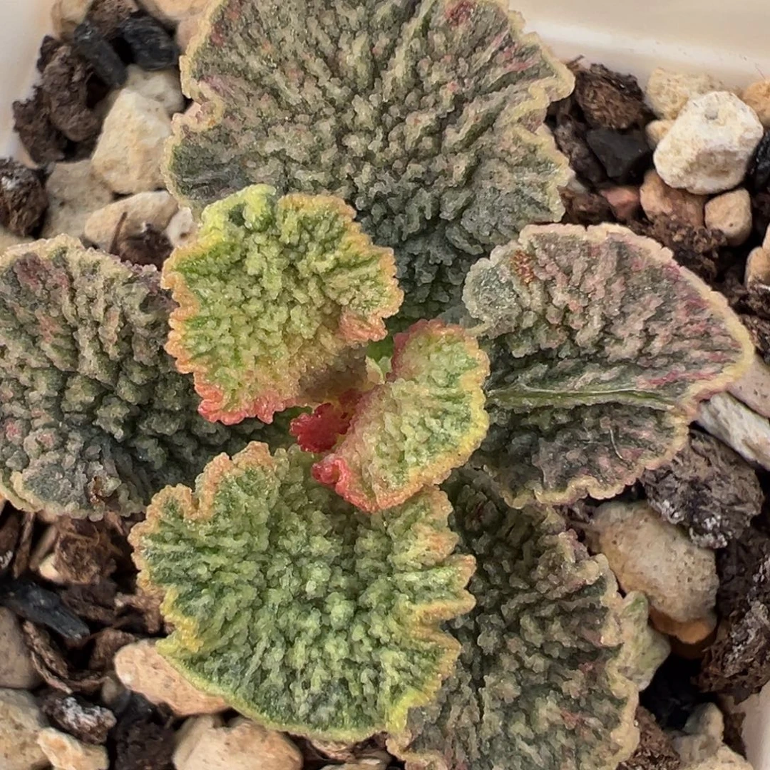 红玫瑰单头纯木质桩多肉植物