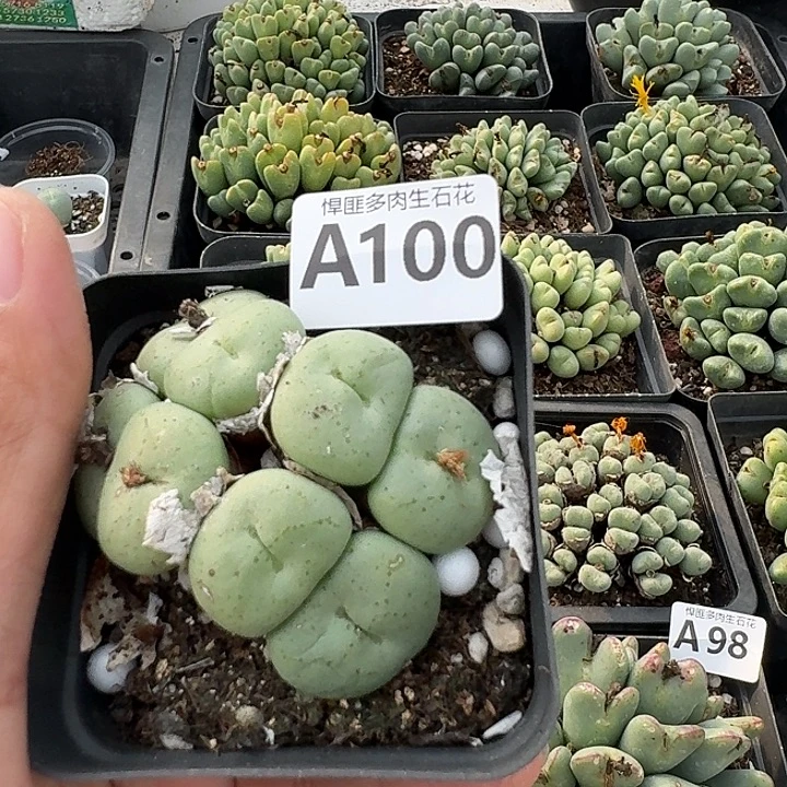 100多肉植物多肉植物