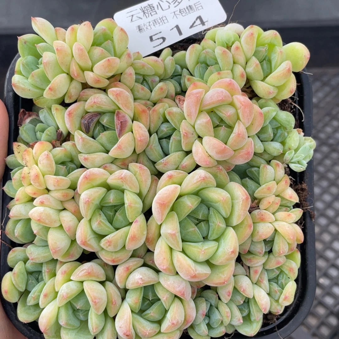 云糖心多肉植物514