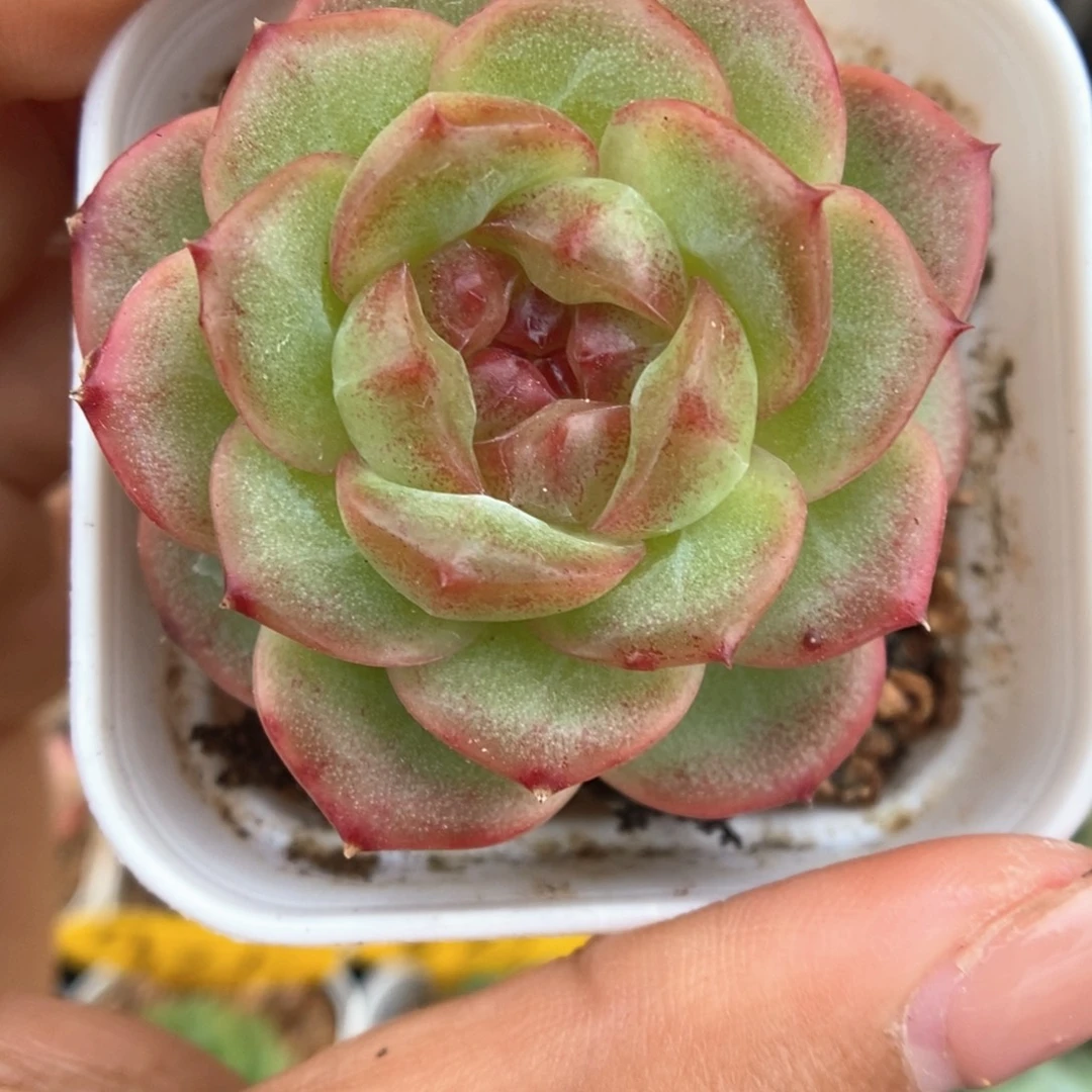 油透珍妮可拍969号
