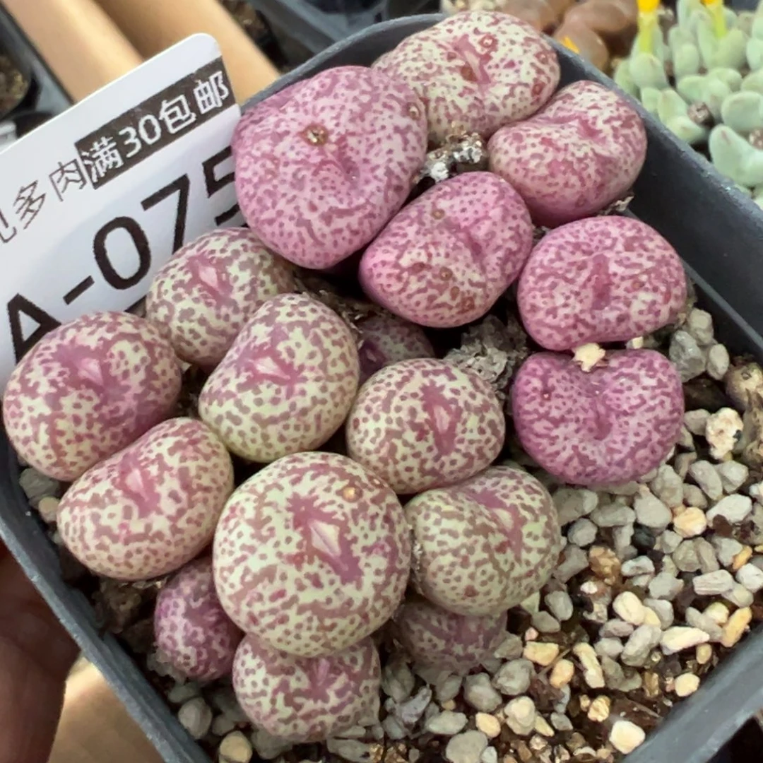 多肉植物1111111111111