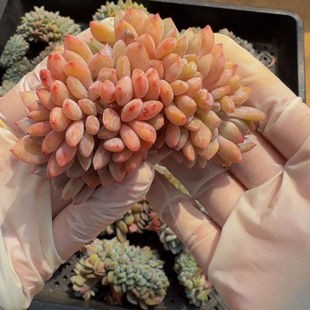 做****师哈哈哈哈哈哈哈哈哈