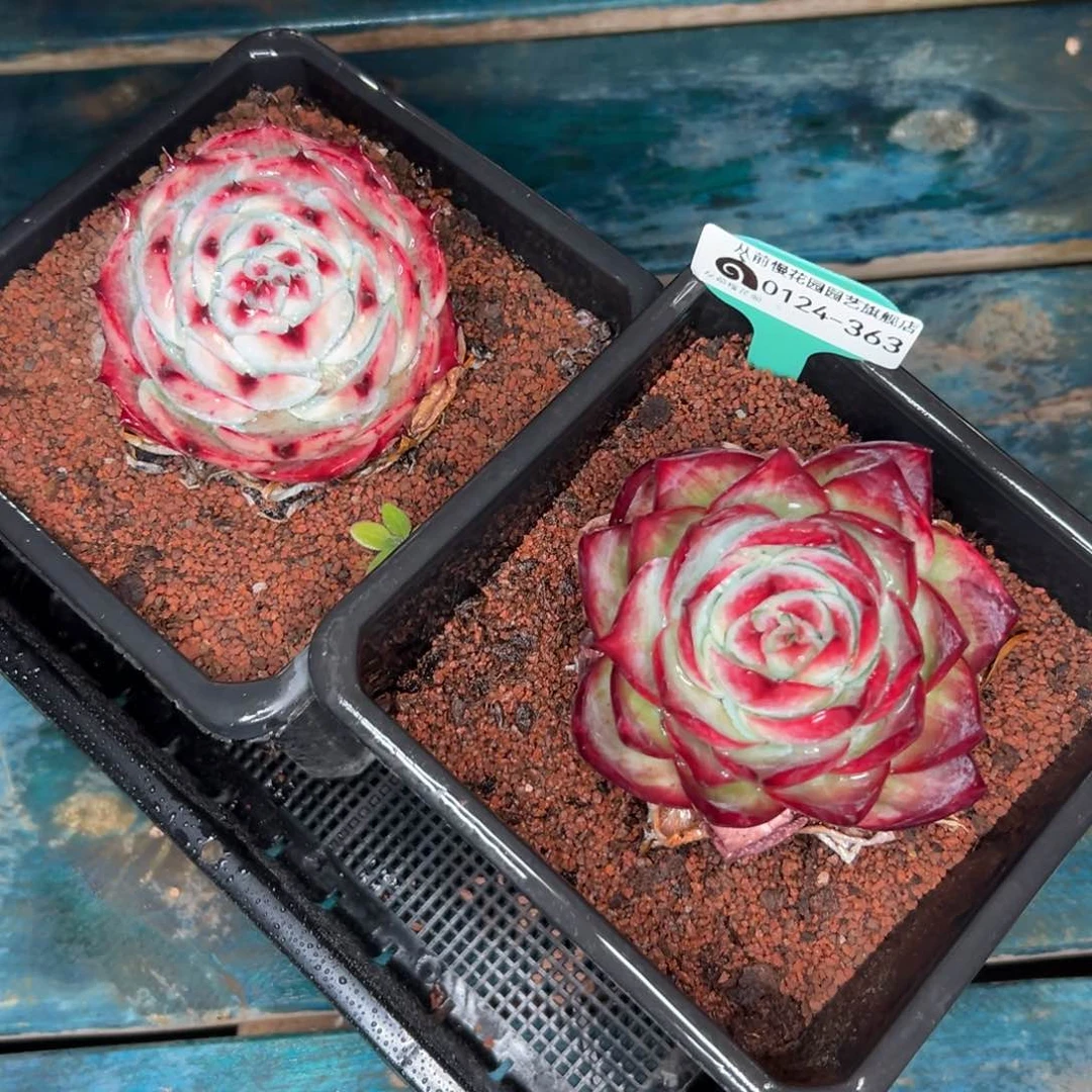 多肉一物一拍-0124-363