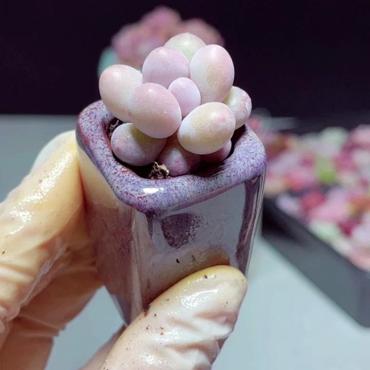 汤圆1颗带盆样品3号