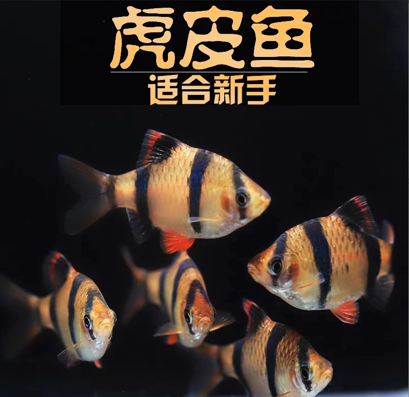 咖啡虎皮 2公分左右