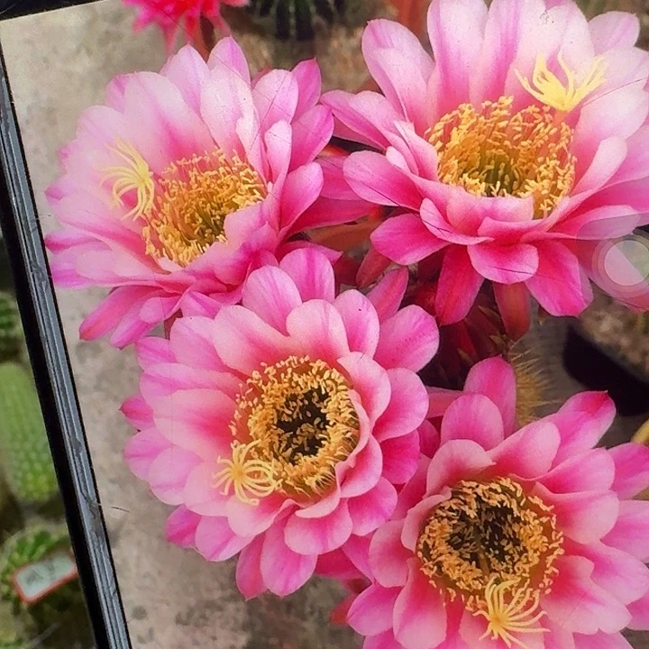 紫罗兰之眼侧芽5公分左右毛花柱