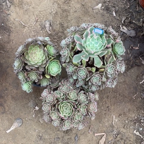 465多肉植物组合，