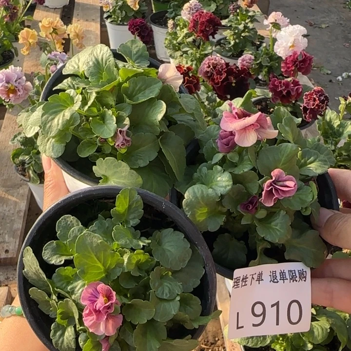 ****无花朵L910三棵小苗默认苗晃零下5勿拍