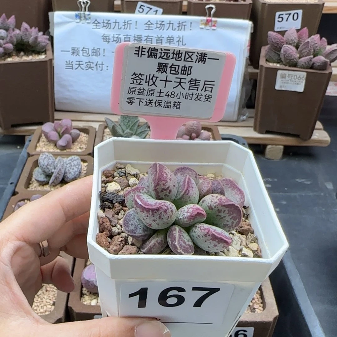 167艾薇多肉植物