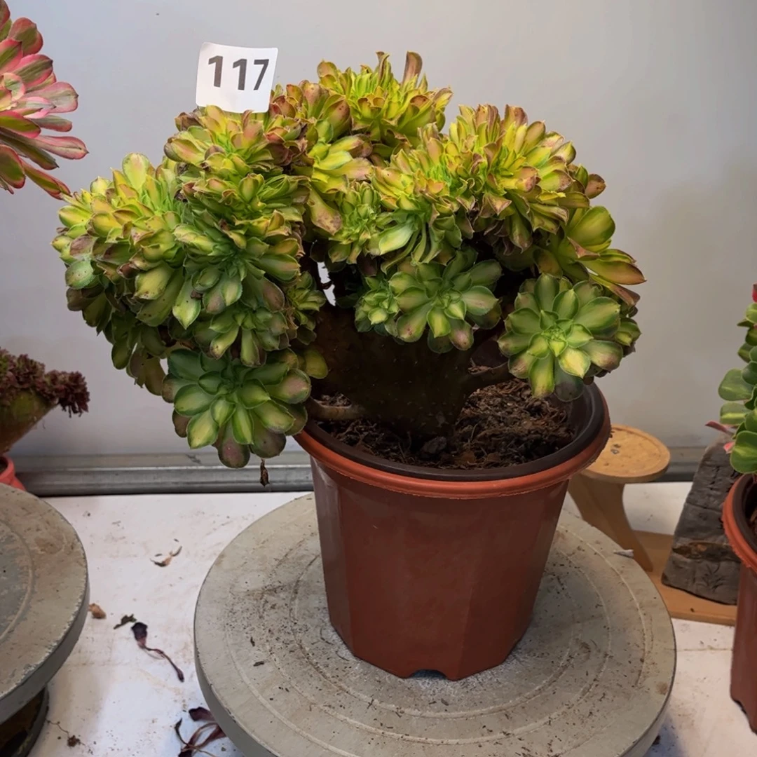 多肉植物韶华缀117