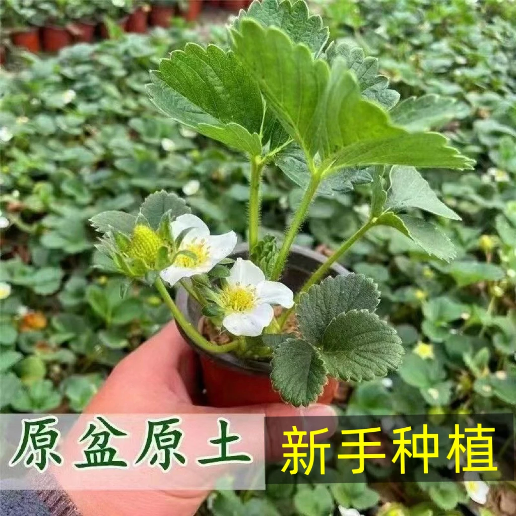 【拍4发5】四季奶油草莓苗盆栽阳台庭院种南北方当年结果