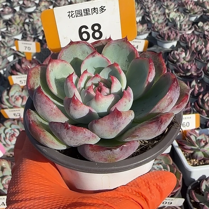 68 惊鸿仙子多肉植物