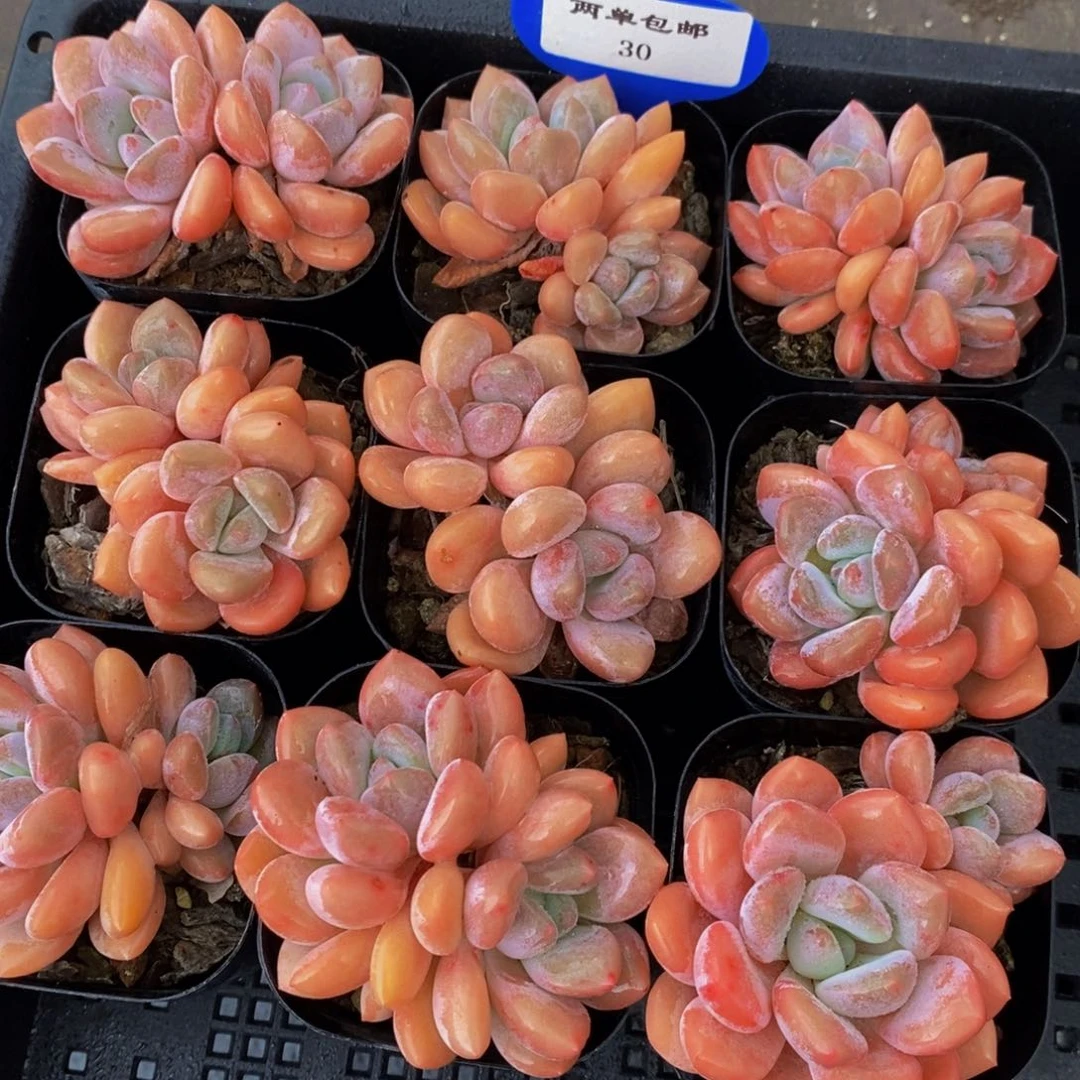 30-精品母本奶油秋香双头三个
