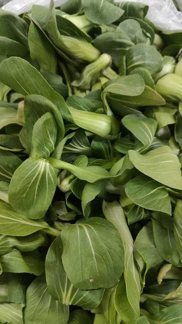 小黑油菜苗开锅烂