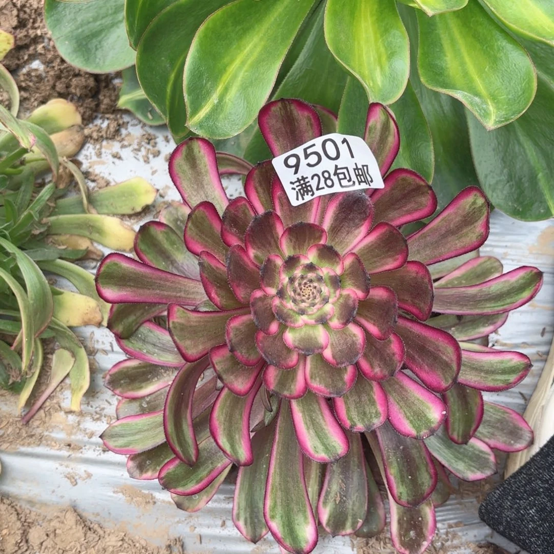 R   9501红金刚多肉