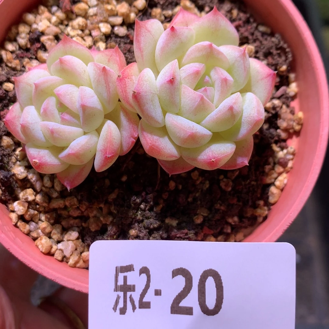 乐然 2-20 白桃汽水