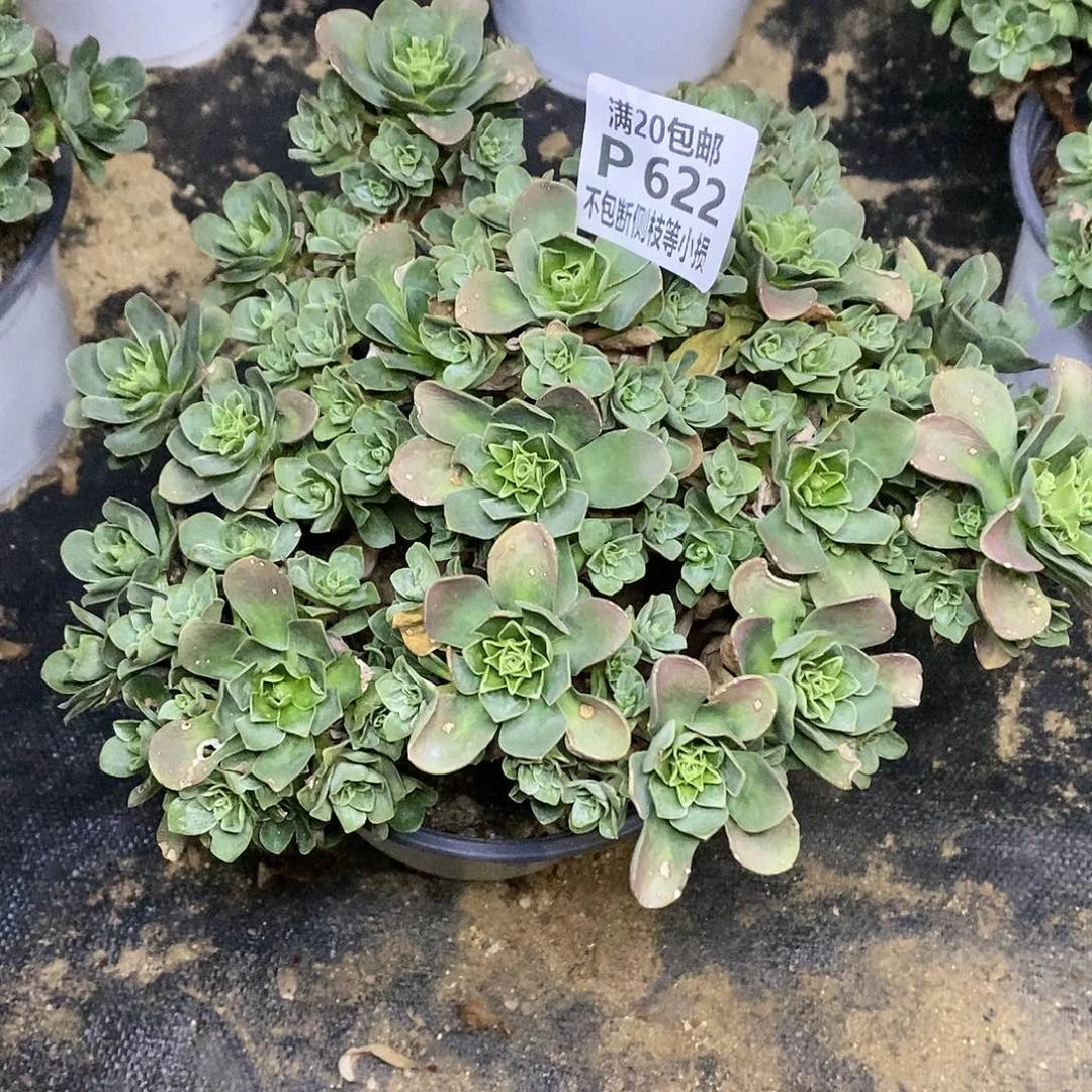 622树玫瑰多肉法师锦