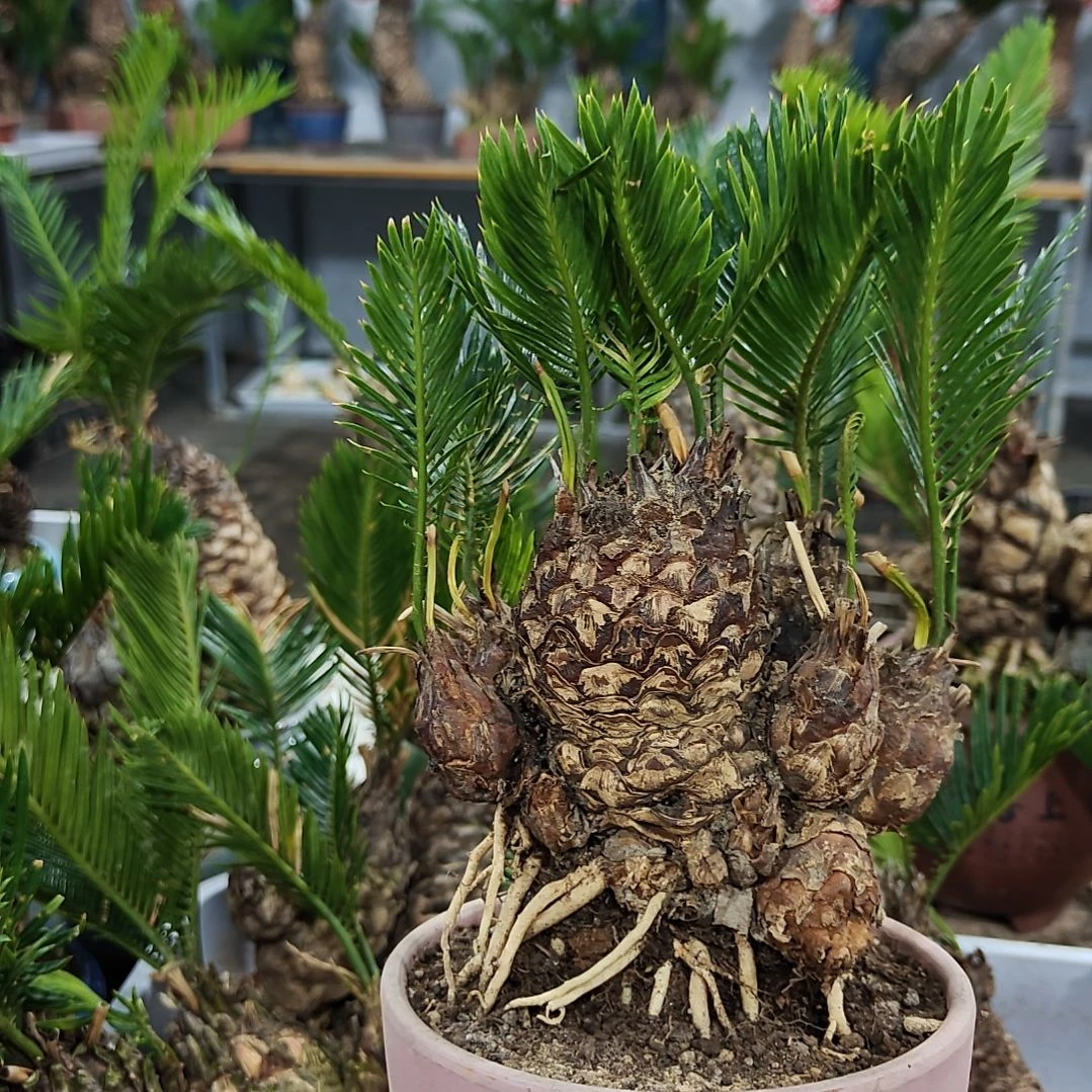 一***人无花朵白鳞铁盆景基地价