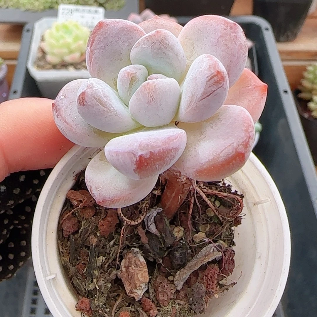 多肉0915--236雪桃小老桩