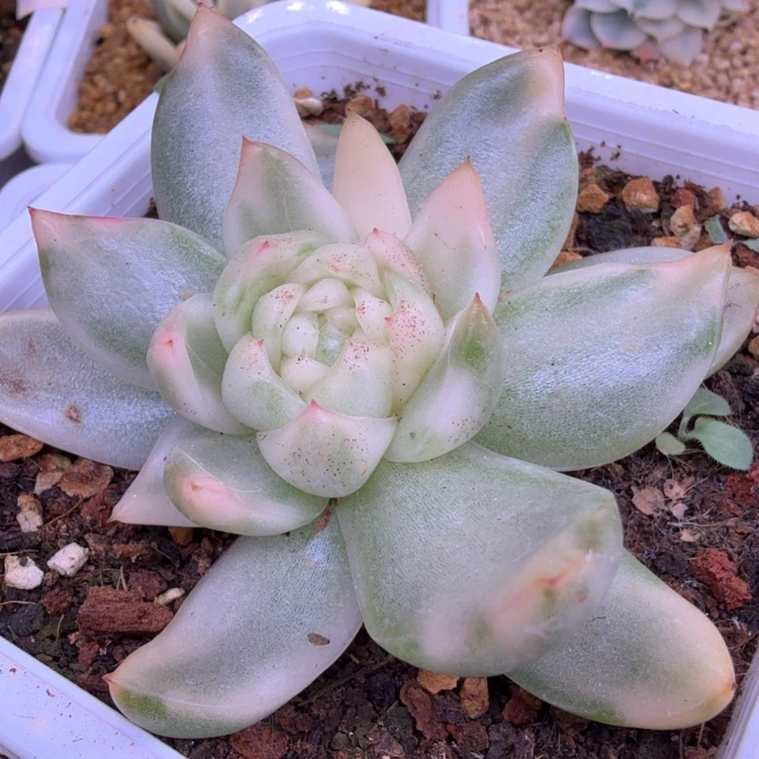 珍妮锦 多肉植物锦