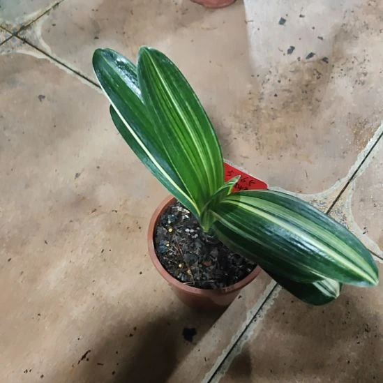 完全开放用****5君子兰