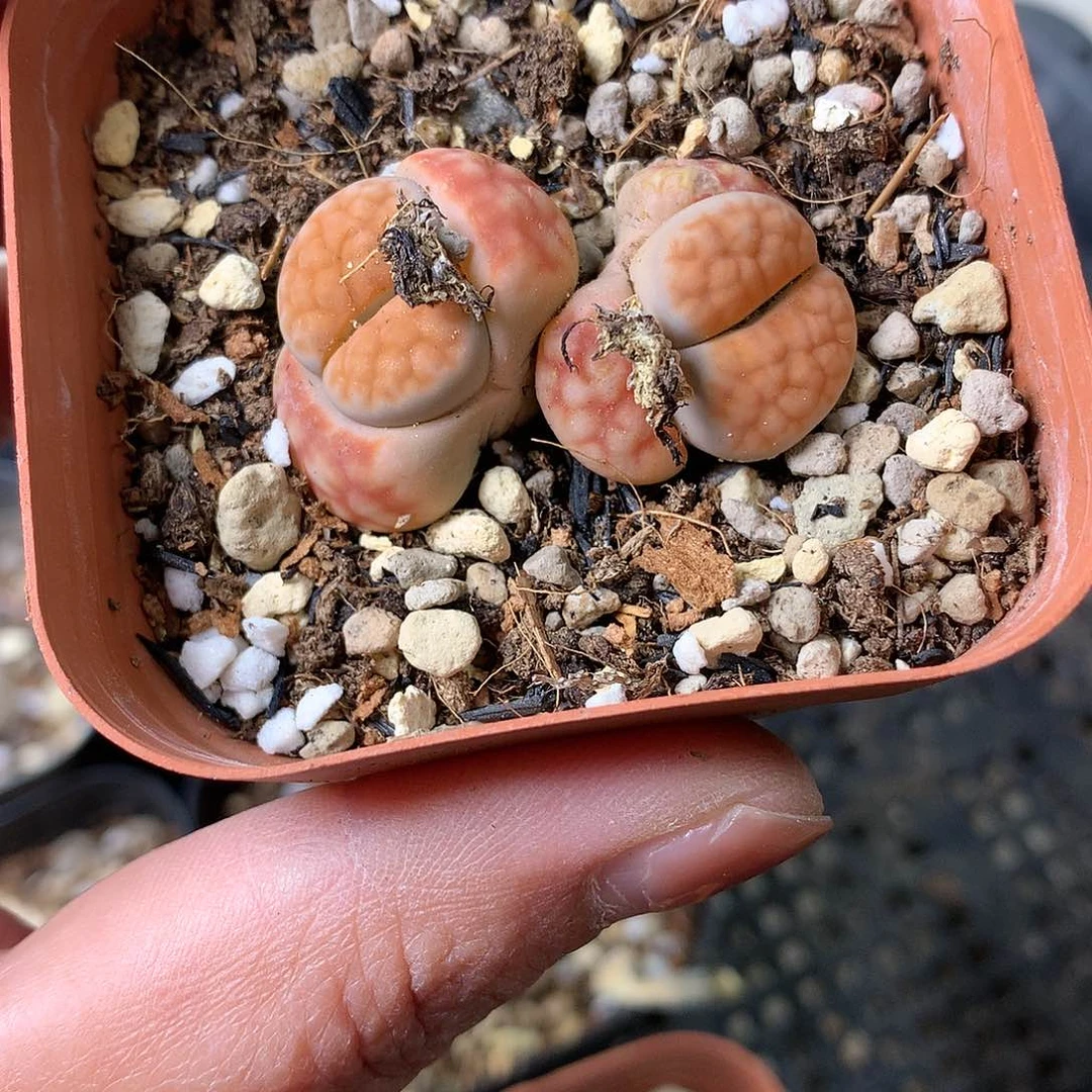 X548多肉植物保护研究所