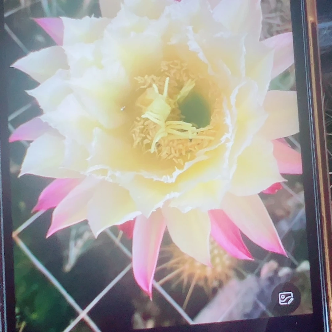 毛花柱 044侧芽 满20包邮