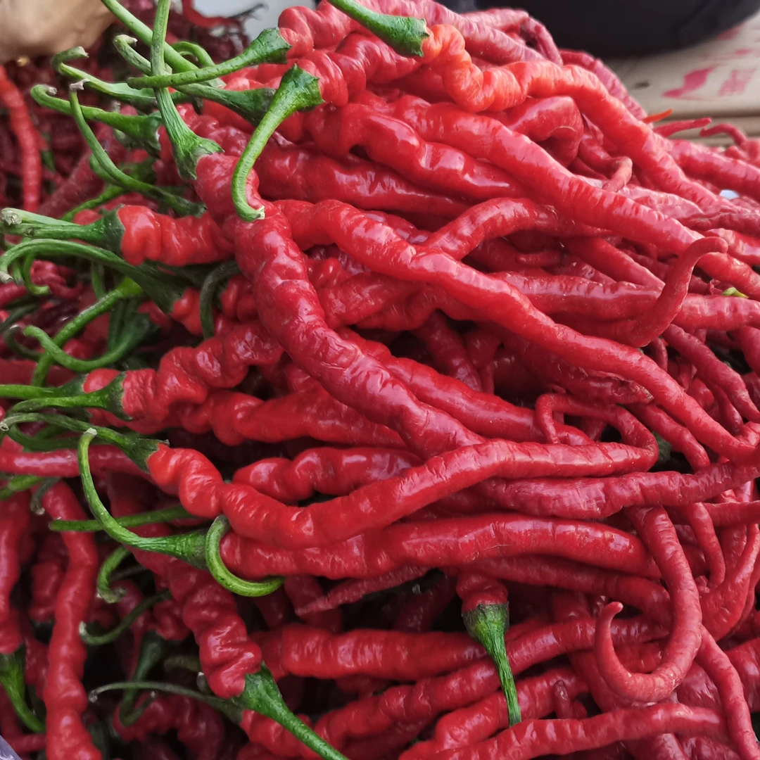 新鲜甘谷辣椒应季新鲜线椒条红辣椒